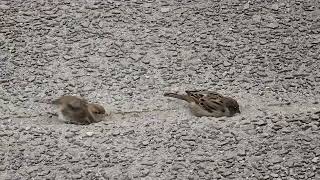 20241108 LJUBLJANA Špica PASSERIFORMES Passer domesticus DOMAČI VRABEC [upl. by Krock]