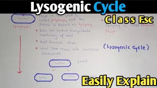 Lysogenic Cycle Of Bacteriophage Fully Explained  Class 11 Biology [upl. by Bassett]