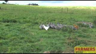 Keeping Guinea fowl with chickens [upl. by Alysa]