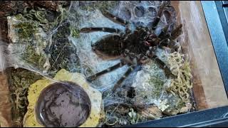 Tarantula Molting TimeLapse brachypelma sp Amazing footage [upl. by Ormand]