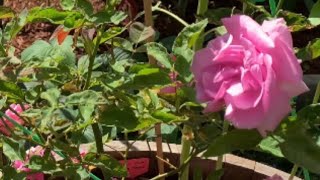 Zephirine Drouhin Rose Time Lapse Day 1 to Day 90 since Planting [upl. by Airahcaz439]