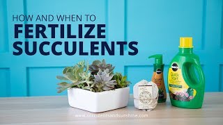 How and When to Fertilize Succulents  And What Fertilizers to Use [upl. by Aitsirk285]