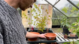 Seed grown Japanese Maple Bonsai gets a pot upgrade amp a prune [upl. by Lac]