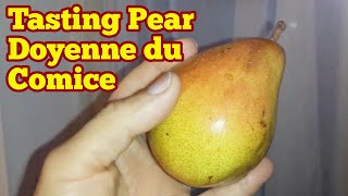 Tasting Pear variety Doyenne du Comice [upl. by Egon]