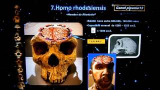 Evolución del Cerebro y Cráneo Humano [upl. by Merell]