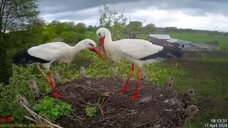 Storchennest am Menkebach  Ein Storchenpaar freut sich über das Nest und baut fleißig  17042024 [upl. by Kenimod]