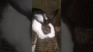 Cute Dutch Rabbit rabbit rabbitry cuteanimal rabbitfarming [upl. by Bigod]