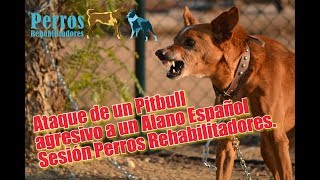 Ataque de Pitbull agresivo a un Alano Español Sesión Perros Rehabilitadores [upl. by Darrick]