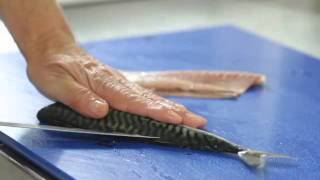 How To Fillet A Mackerel [upl. by Tirb]