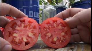 ⟹ Belmonte Tomato Solanum lycopersicum TASTE TEST AND REVIEW This ones a winner TOMATO [upl. by Nolahc]