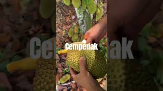 Cempedak cempedak [upl. by Donata]