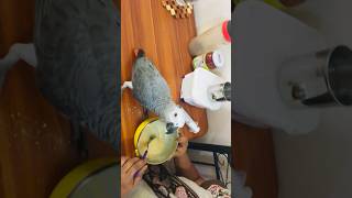 music greyparrot parrots viral youtube youtuberlikes birds greyparrottalking keralapets [upl. by Eninaj]