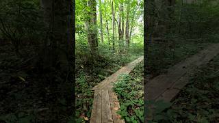 WOODLAND Boardwalk  Nature Trail POV   WILD  WOODS [upl. by Pammie]