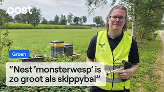 Piepklein zendertje aan Aziatische hoornaar leidt naar z’n nest  Oost [upl. by Veriee809]