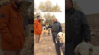 ET KÖPEĞE ZARARLI MIDIR köpek kangal shorts [upl. by Qahsi948]