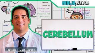 Neurology  Cerebellum Anatomy amp Function [upl. by Azer]