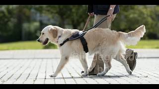 Wat doet een diabetes signaalhond [upl. by Quinn]