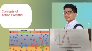 Action Potential  Phases of Action Potential Concepts [upl. by Ococ182]