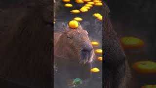 Capybara Vibes 🎶 [upl. by Ajak]