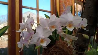 orchid display at Kingwood gardens blooms galore [upl. by Knight]