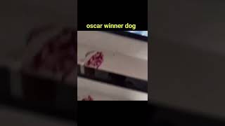 Oscar winning dog shorts ytshorts recreatedvideos [upl. by Nebra]