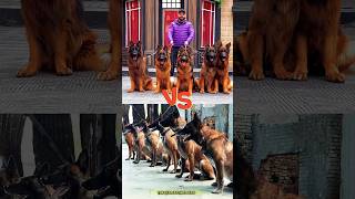 ❌ShowdownGerman Shepherd vs Malinois dog dogtraining germanshepherd malinois pets workingdog [upl. by Mic621]