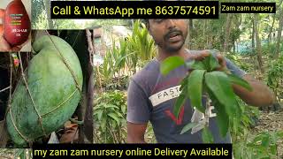 4kg mango plant  Miyazaki mango plant  zam zam nursery All India online Delivery Available mango k [upl. by Suanne]