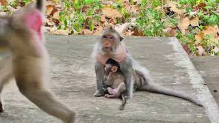 Very Good Baby Monkey LittleBaby Monkey Smarting [upl. by Inga]