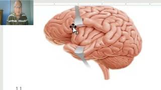 Anatomy of CNS Module in Arabic 2024 Sulci and gyri of lateral surface of cerebral hemispheres [upl. by Joanie]