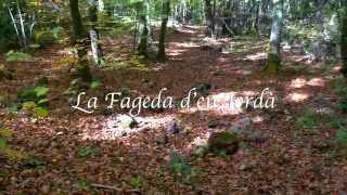 Un día en La Fageda den Jordà [upl. by Lithea495]