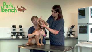 How do I examine my dogs eyes [upl. by Harshman]