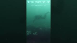 metridium run 3 underwater scubadiving gopro ocean travel monterey metridium [upl. by Awjan255]