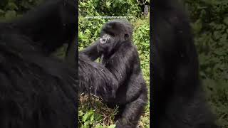 Face to Face with the Mountain gorilla Noheli gorilla Family in Rwandas Volcanoes National park [upl. by Behrens]