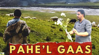 PAHIEL GAASE’  THE YARROW PLANT MEDICINAL BENEFITS [upl. by Bubb]