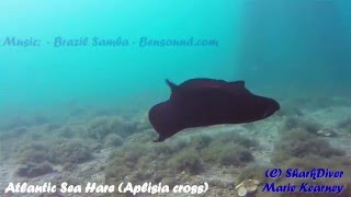 20160403 BHB Atlantic Black Sea Hare [upl. by Yltneb]