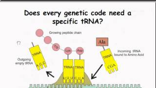 tRNA Stucture and Charging [upl. by Ecyor]