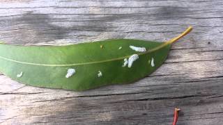 Eucalyptolyma maidenii feeding on Eucalyptus sp [upl. by Efioa180]