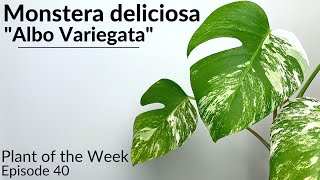 How To Care For Variegated Monstera Monstera deliciosa quotAlbo Variegataquot  Plant Of The Week Ep 40 [upl. by Grinnell]