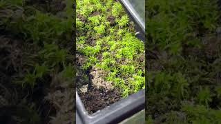 Sphagnum moss propagation [upl. by Anaoy]