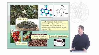 Extracción de la cafeína de las hojas de té  35  UPV [upl. by Luapsemaj]