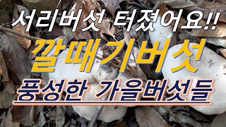 서리버섯이 한창입니다 마구마구 올라오는 회색깔때기버섯 [upl. by Emmi]