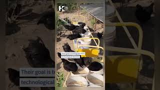 Chinese farmers built “roller coaster” to feed chickens at top speed [upl. by Ettenyar]