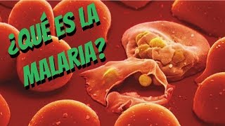 ¿Qué es el paludismo o malaria síntomas diagnóstico tratamiento y prevención [upl. by Akiehs]