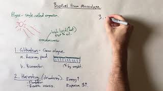 Biodiesel from microalgae [upl. by Johanna]