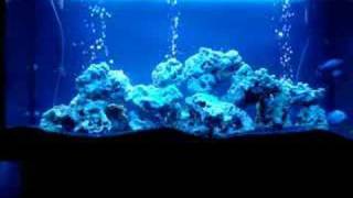 Malawi tanganyika cichlids relaxing clip [upl. by Demetria]