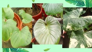 MAG REPOT TAYO NG ALOCASIA ALBO AT HOMALOMENA repotting plants caretips jingplantjourney [upl. by Rabkin]