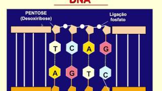 Curso de Biologia Molecular 15 [upl. by Odrareve]