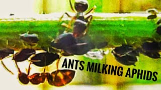 Ants Milking amp Farming Aphids on Runner Bean Plant [upl. by Benis]