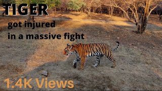 TIGER GOT INJURED IN A MASSIVE FIGHT WITH HER SISTER AT RANTHAMBORE NATIONAL PARK [upl. by Drus]