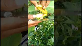 कीटों से प्रभावित बैंगन  Brinjal affected by pests terrecegarden farmingtips [upl. by Dnomzed]